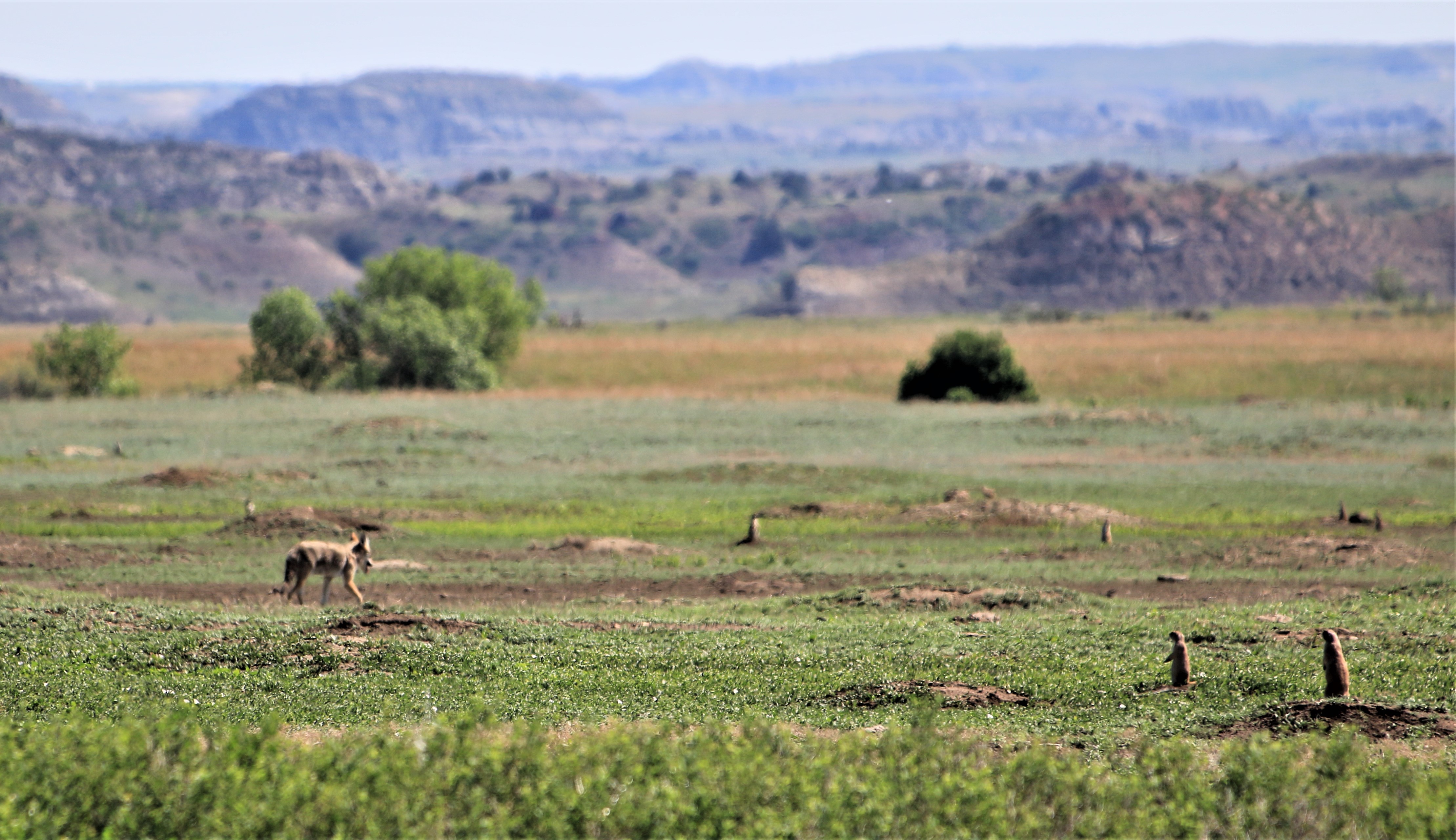 Theodore Roosevelt NP